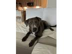 Adopt Nash a Gray/Blue/Silver/Salt & Pepper Blue Lacy/Texas Lacy / Labrador