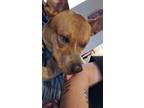Adopt Ricky a Red/Golden/Orange/Chestnut - with Black Australian Cattle Dog /