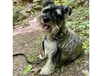Adopt Gwen a Gray/Silver/Salt & Pepper - with Black Standard Schnauzer / Mixed