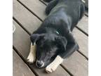 Adopt Callie a Black - with White Labrador Retriever / Mixed dog in Spring Lake
