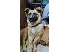 Adopt Mackenzie a Black - with Tan, Yellow or Fawn Belgian Tervuren / Dachshund