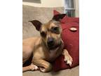 Adopt Nuka a Brown/Chocolate American Pit Bull Terrier / Mixed dog in Newnan