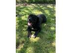 Adopt Bear a Black - with White Labrador Retriever / Mastiff / Mixed dog in