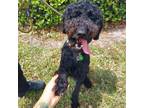 Adopt Duke a Standard Poodle