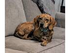 Adopt Winnie a Brindle Plott Hound / Mixed dog in Manhasset, NY (41452275)