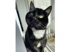 Adopt REMI - Offered by Owner - Adult Polydactyl a Domestic Short Hair