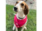 Adopt Pippa a Tricolor (Tan/Brown & Black & White) Beagle / Mixed dog in Grand