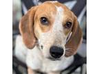 Adopt Posie a Tricolor (Tan/Brown & Black & White) Beagle / Mixed dog in Grand
