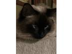 Adopt Zyn and Puma a Brown or Chocolate (Mostly) Siamese / Mixed (medium coat)