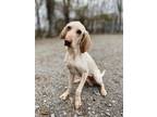 Adopt Silas a White Hound (Unknown Type) / Weimaraner / Mixed dog in Nashville