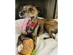 Adopt Waylon {COMING SOON} a Brindle Plott Hound / Mountain Cur / Mixed dog in