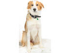 Adopt Mitch a Tan/Yellow/Fawn English Shepherd / Mixed Breed (Medium) / Mixed