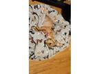 Adopt Finn a Tan/Yellow/Fawn Dachshund / Miniature Pinscher / Mixed dog in