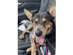 Adopt Kingston a Tricolor (Tan/Brown & Black & White) Australian Cattle Dog /