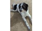 Adopt JoJo a Black - with White Goldendoodle / Mixed dog in Detroit