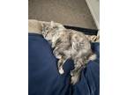 Adopt Sammy a Tortoiseshell Domestic Mediumhair (medium coat) cat in Eagle