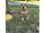 Adopt Clark a Pit Bull Terrier