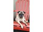 Adopt Bean a Brown/Chocolate - with Black Pug / Mixed dog in Bridgeton