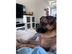 Adopt Macie a Brown/Chocolate Anatolian Shepherd / Mixed Breed (Medium) / Mixed