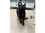 Adopt Ferb a All Black Domestic Shorthair / Mixed Breed (Medium) / Mixed (short