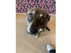 Adopt Mileena a Brown/Chocolate Dutch Shepherd / Mixed Breed (Medium) / Mixed