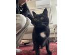 Adopt Rocco & Miko a Black & White or Tuxedo American Shorthair / Mixed (short