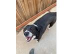 Adopt Koda a Black - with White Australian Shepherd / Mixed dog in Fresno