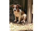Adopt Rat Terrior X Puppies a Brown/Chocolate - with White Rat Terrier /