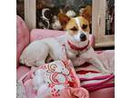 Adopt Russ Scully (WA) a Red/Golden/Orange/Chestnut - with White Rat Terrier /
