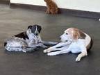 Adopt Izzy a Black - with White Canaan Dog / Mixed dog in Great Falls