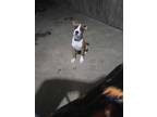 Adopt Inara a Brown/Chocolate - with White Boxer / Mixed dog in Boise