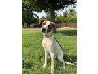 Adopt Merida a Brindle - with White German Wirehaired Pointer / Mixed dog in