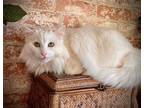 Adopt Kiki a White Mixed Breed (Small) / Mixed dog in Penrose, CO (41190035)
