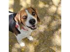 Adopt Spud a Tricolor (Tan/Brown & Black & White) Beagle / Mixed dog in Las