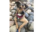 Adopt Billy a Mixed Breed (Small) / Mixed dog in Mipiltas, CA (41049970)