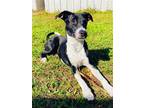 Adopt Coco - Mo a Black - with White Hound (Unknown Type) / Greyhound / Mixed