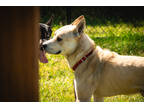 Adopt McQueen a Tan/Yellow/Fawn Alaskan Klee Kai / Mixed Breed (Medium) / Mixed