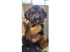 Adopt Bethanie a Black German Shepherd Dog / Mixed Breed (Medium) / Mixed (long