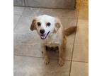 Adopt Lucy a Tan/Yellow/Fawn Terrier (Unknown Type, Medium) / Mixed dog in
