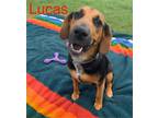 Adopt Lucas a Brown/Chocolate - with Black Foxhound / Mixed dog in Boise