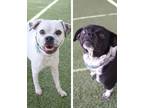 Adopt Colgate & Crest (Bonded Pair) a Black - with White Pug / Mixed dog in