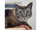 Adopt Keisha a Siamese / Mixed cat in Brockville, ON (41349291)