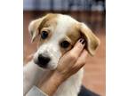 Adopt Rocky a Parson Russell Terrier / Mixed dog in Jefferson, NJ (41370494)