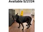 Adopt Dog Kennel #28 a Australian Kelpie / Mixed Breed (Medium) / Mixed dog in