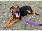 Adopt Larry a Brown/Chocolate German Pinscher / Doberman Pinscher dog in
