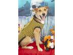 Adopt Gonzo a Red/Golden/Orange/Chestnut - with White German Shepherd Dog /