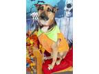 Adopt Evie a Brown/Chocolate - with Black German Shepherd Dog / Mixed dog in