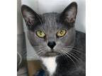 Adopt Stella - Center Foster a Gray or Blue (Mostly) American Shorthair / Mixed