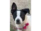 Adopt Prada a Black Boston Terrier / Mixed Breed (Medium) / Mixed (short coat)
