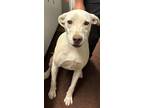 Adopt Bo Peep a Brindle Golden Retriever / Mixed Breed (Medium) / Mixed (short